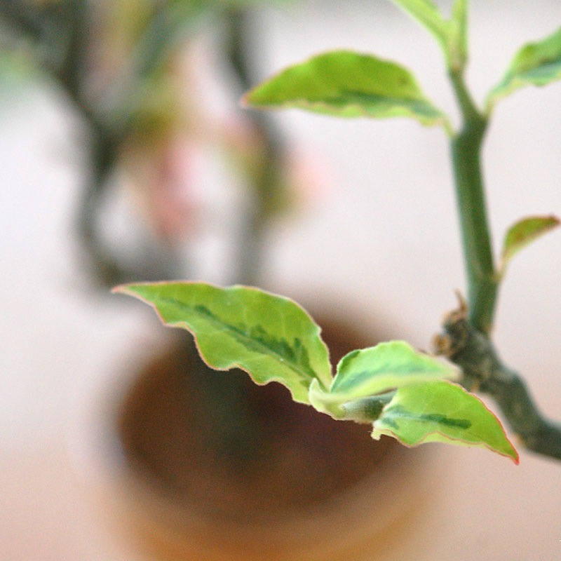 Euphorbia ペディオランタス x pot