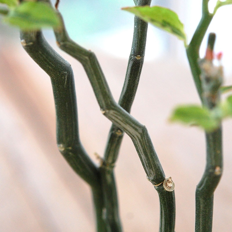 Euphorbia ペディオランタス x pot
