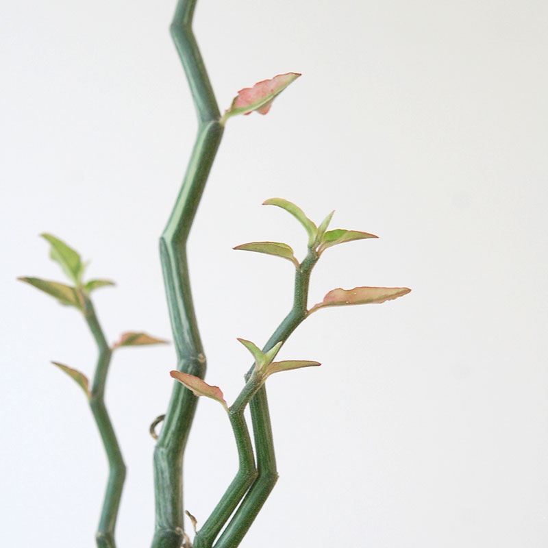 Euphorbia ペディオランタス x pot