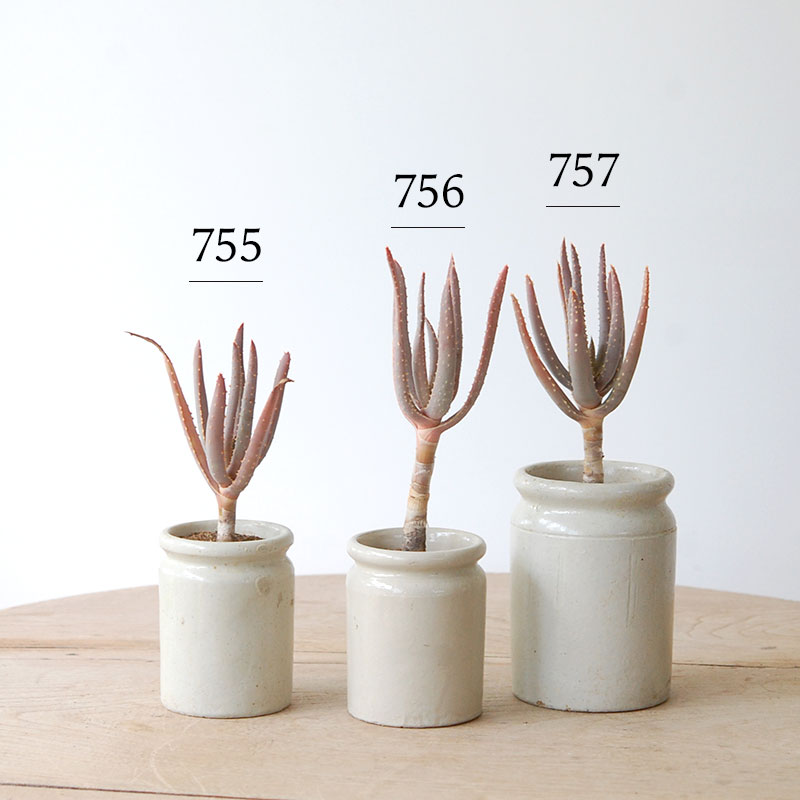 Aloe ディコトマ x antique pot