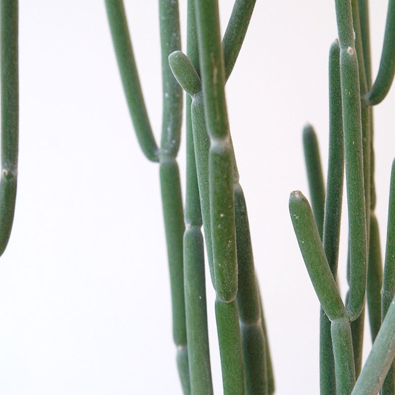 Euphorbia forotosia x pot