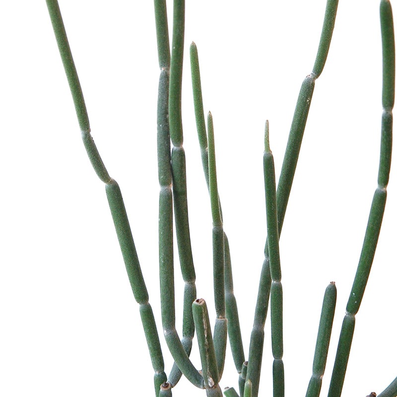 Euphorbia forotosia x pot