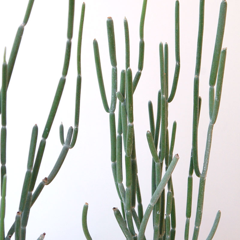 Euphorbia forotosia x pot