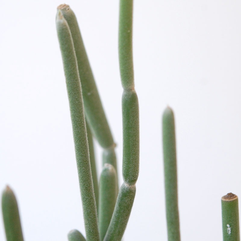 Euphorbia forotosia x pot