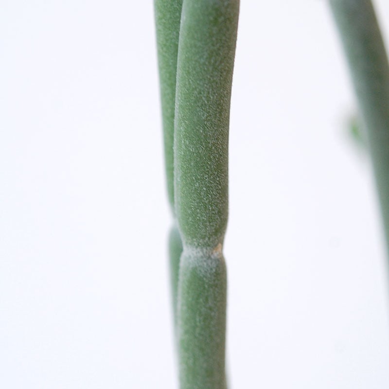 Euphorbia forotosia x pot