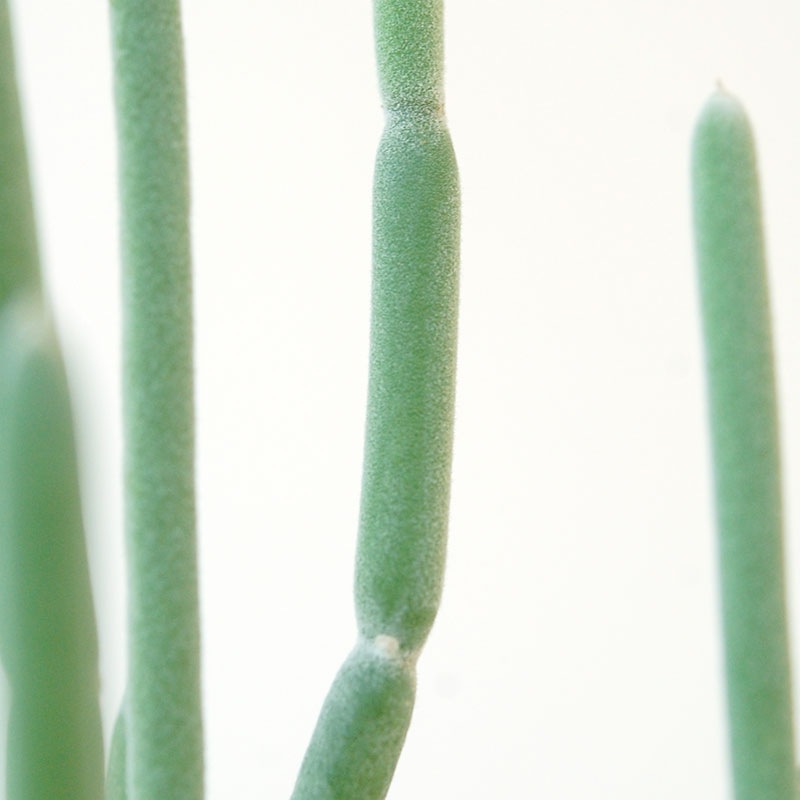 Euphorbia forotosia x pot