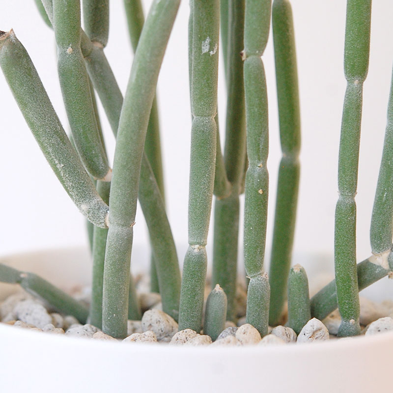 Euphorbia forotosia x pot