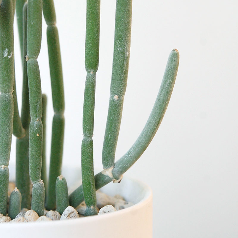 Euphorbia forotosia x pot