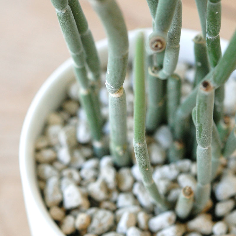 Euphorbia forotosia x pot