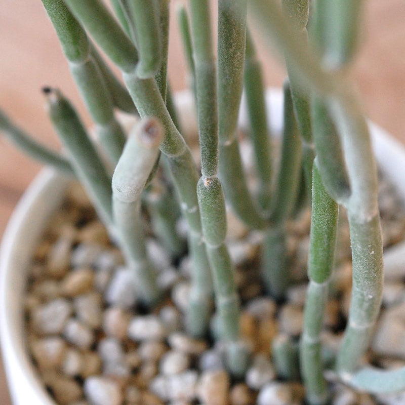 Euphorbia forotosia x pot