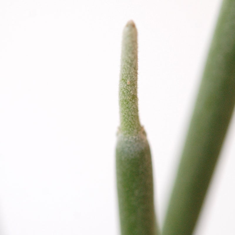 Euphorbia forotosia x pot
