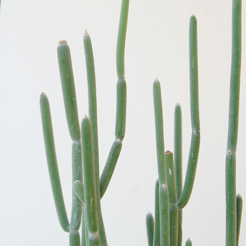 Euphorbia forotosia x pot