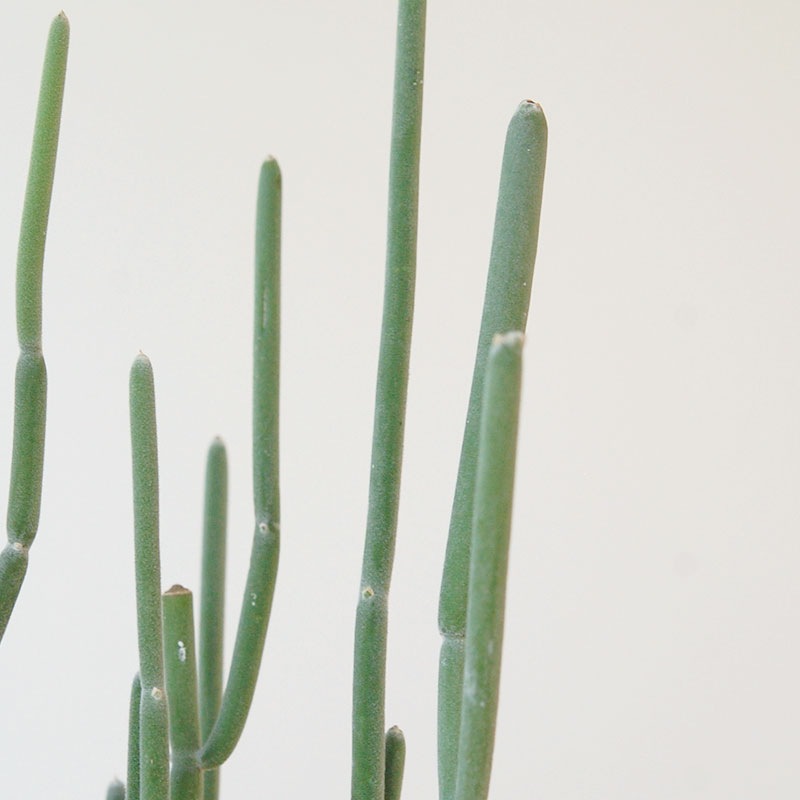 Euphorbia forotosia x pot