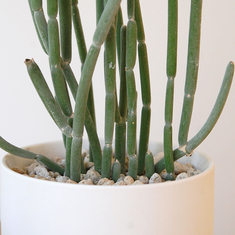 Euphorbia forotosia x pot