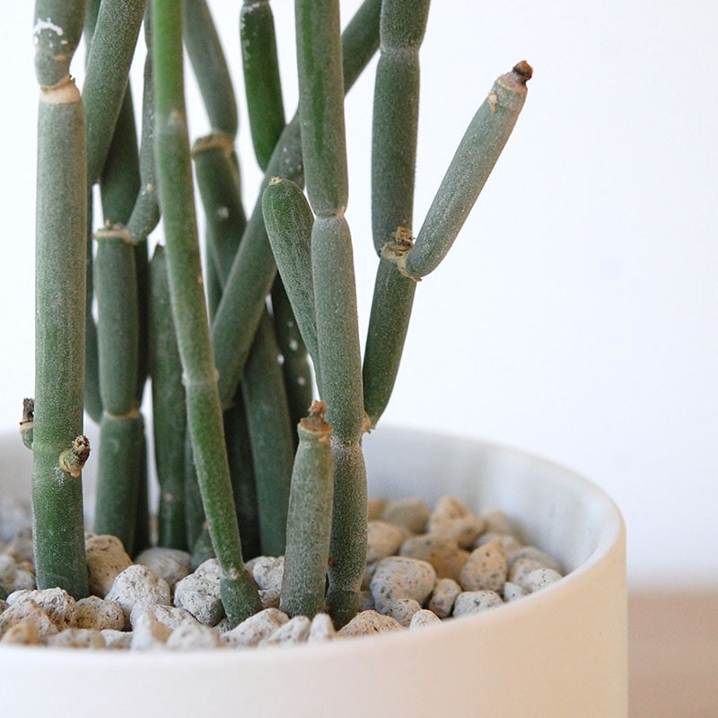 Euphorbia forotosia x pot