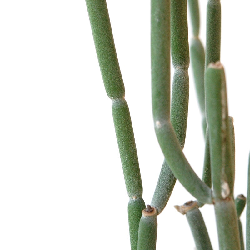 Euphorbia forotosia x pot
