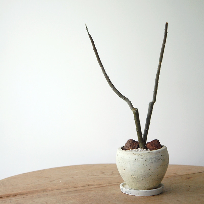 Alluaudia dumosa x pot