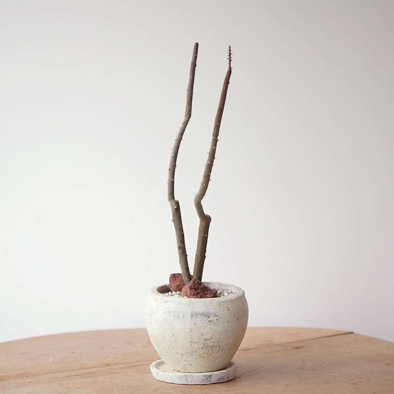 Alluaudia dumosa x pot