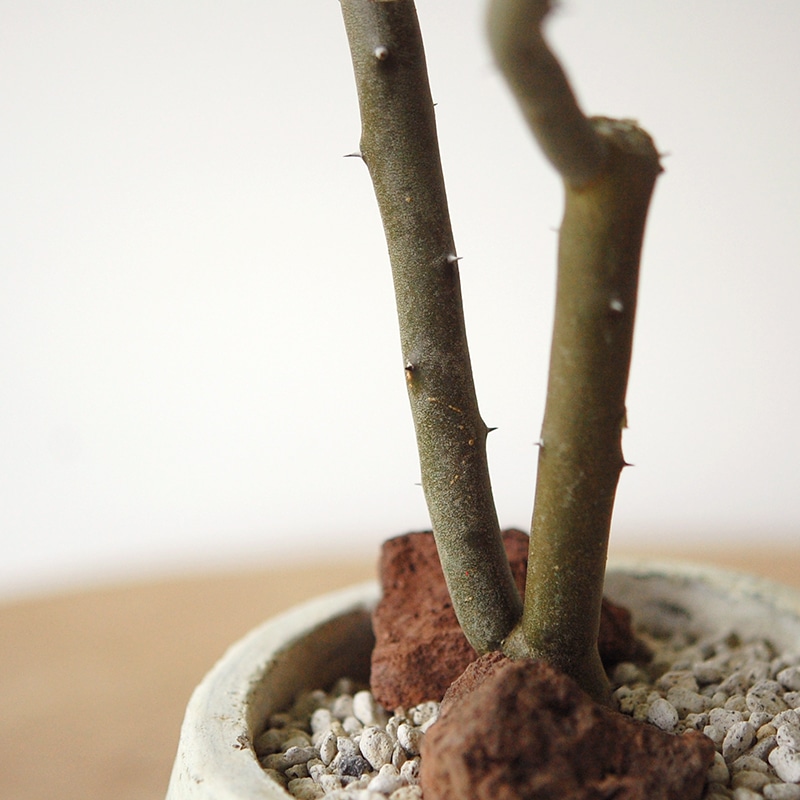 Alluaudia dumosa x pot