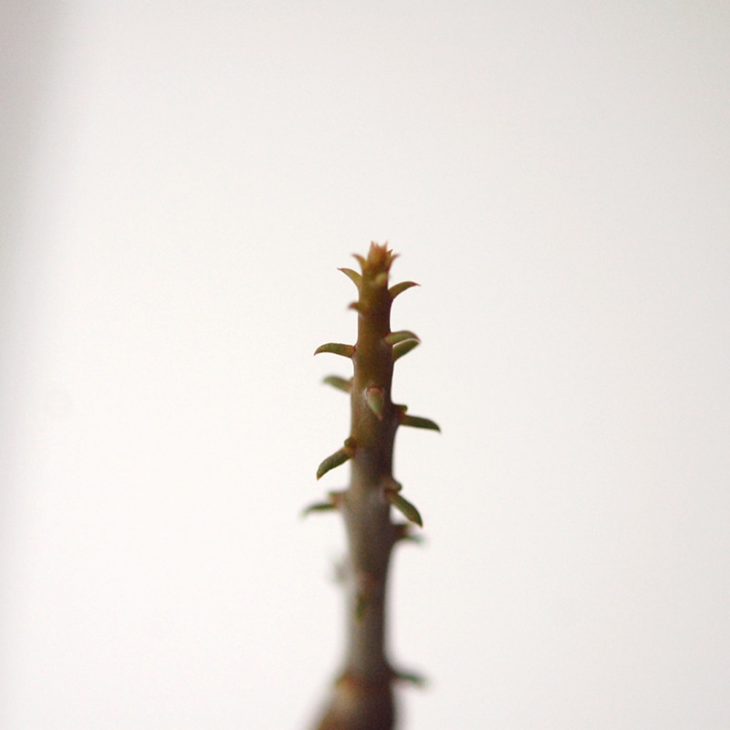 Alluaudia dumosa x pot