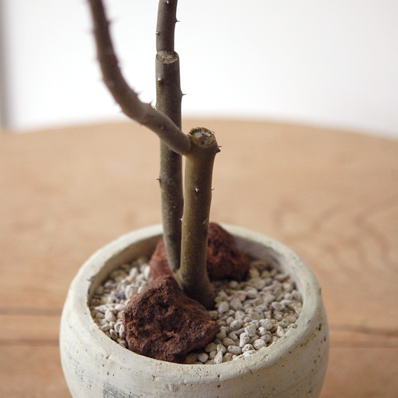 Alluaudia dumosa x pot