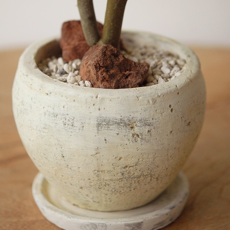 Alluaudia dumosa x pot