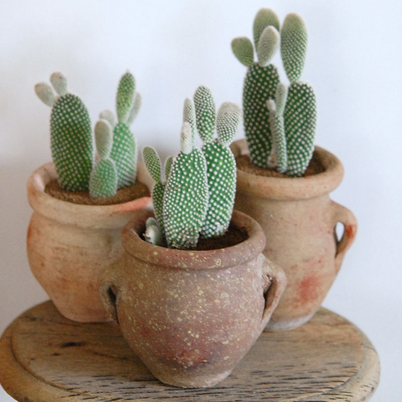 ガラパゴス団扇 黒肌白刺 発根済 サボテン