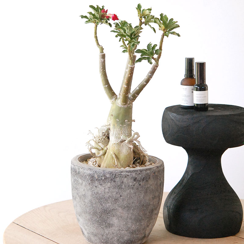 Adenia アラビカム接木 x クレーターポット