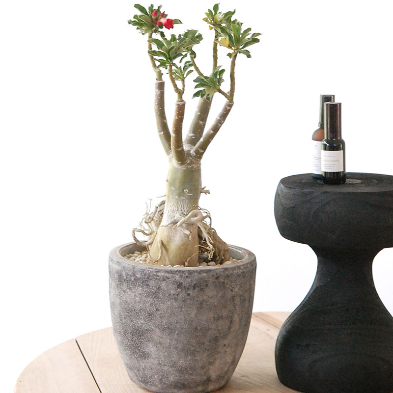 Adenia アラビカム接木 x クレーターポット