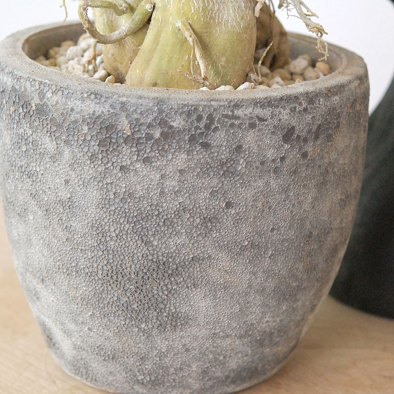 Adenia アラビカム接木 x クレーターポット