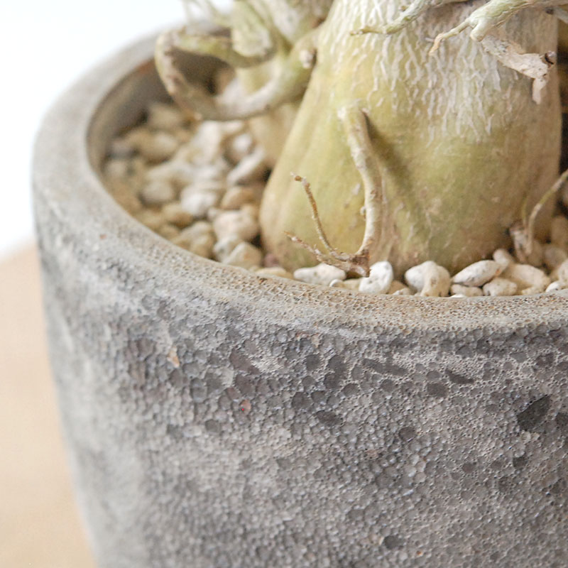 Adenia アラビカム接木 x クレーターポット