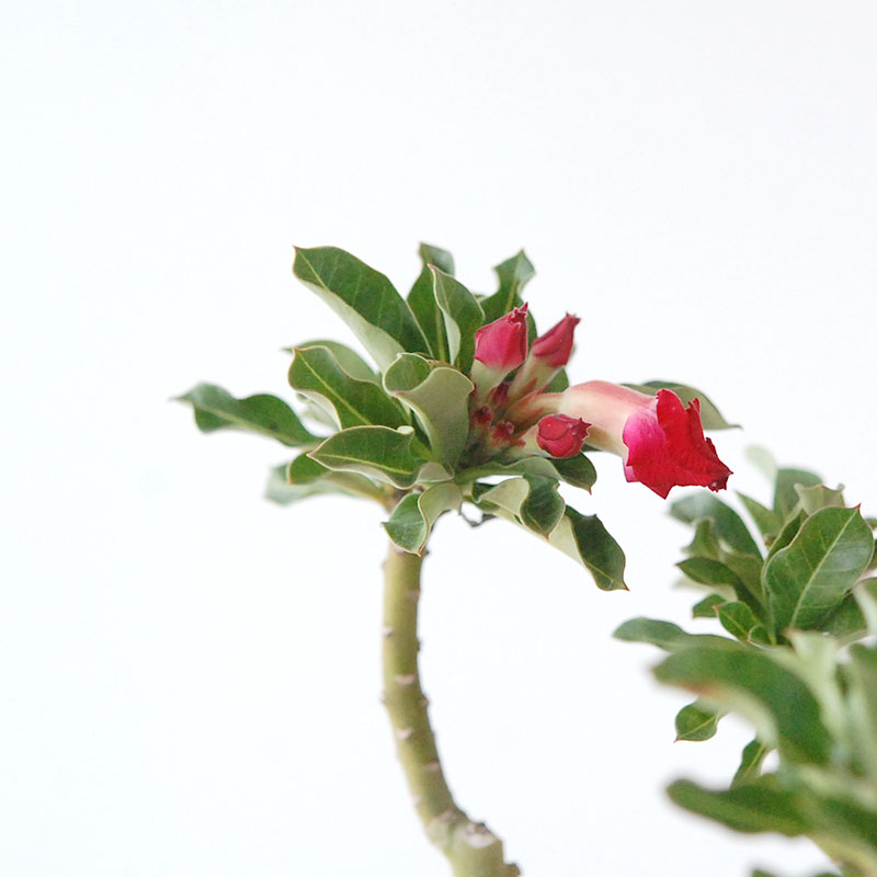 Adenia アラビカム接木 x クレーターポット