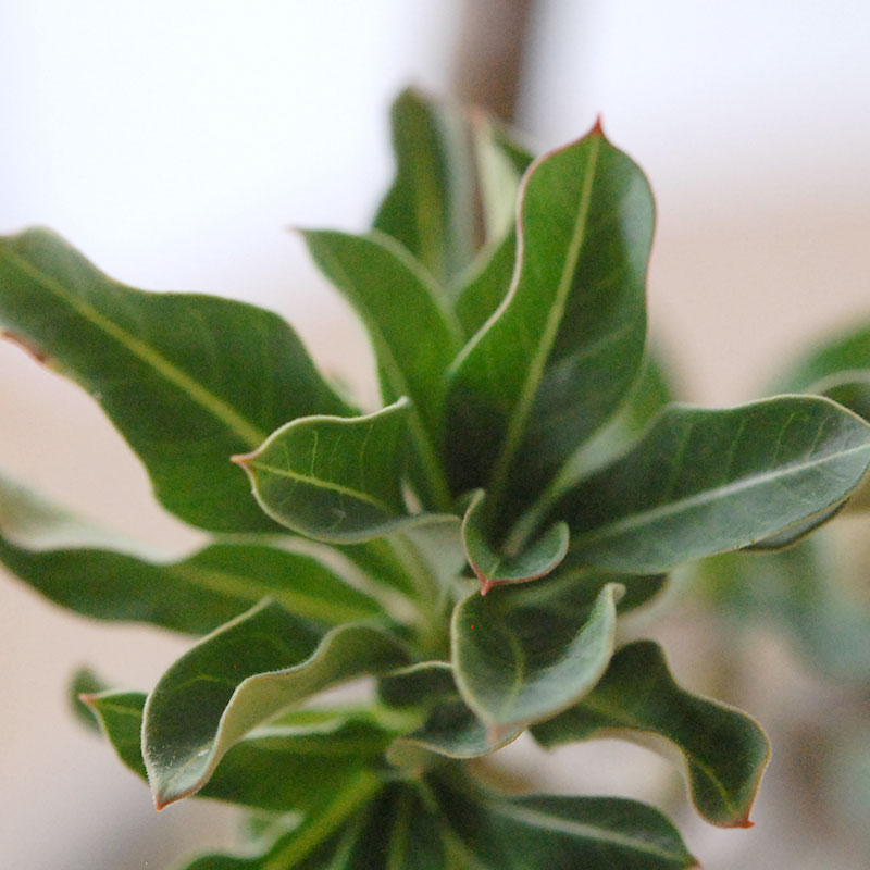 Adenia アラビカム接木 x クレーターポット