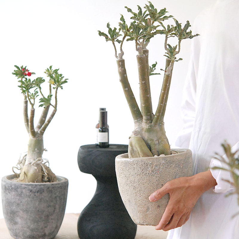 Adenia アラビカム接木 x クレーターポット