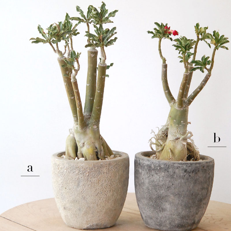 Adenia アラビカム接木 x クレーターポット