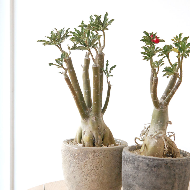 Adenia アラビカム接木 x クレーターポット