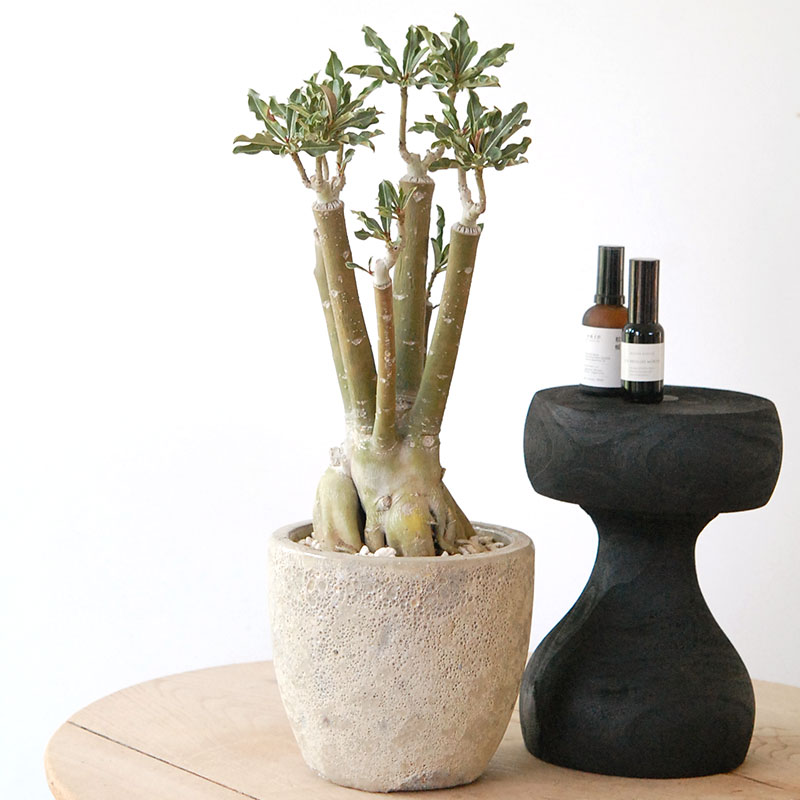 Adenia アラビカム接木 x クレーターポット