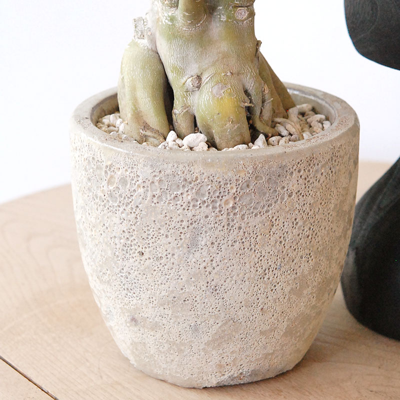 Adenia アラビカム接木 x クレーターポット