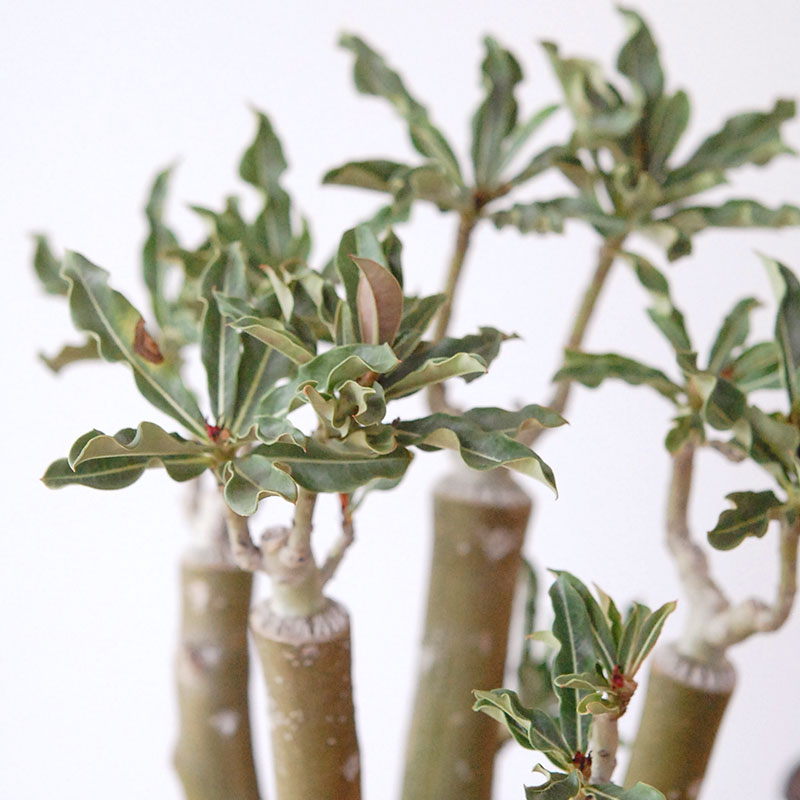 Adenia アラビカム接木 x クレーターポット