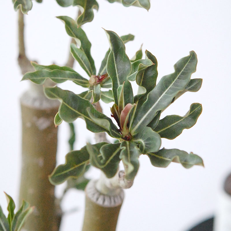 Adenia アラビカム接木 x クレーターポット