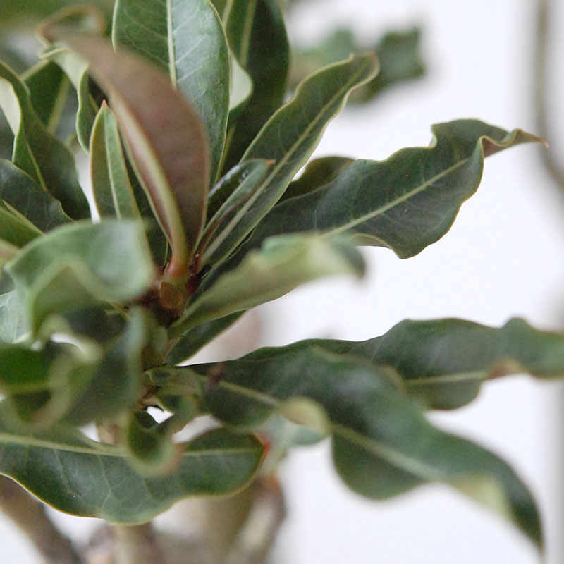 Adenia アラビカム接木 x クレーターポット