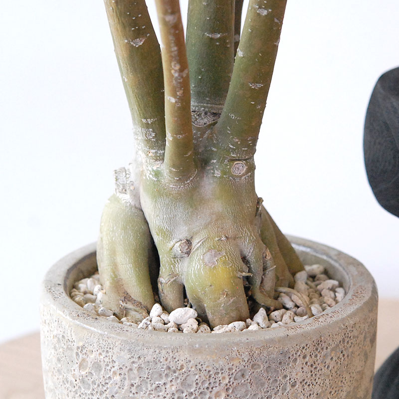 Adenia アラビカム接木 x クレーターポット