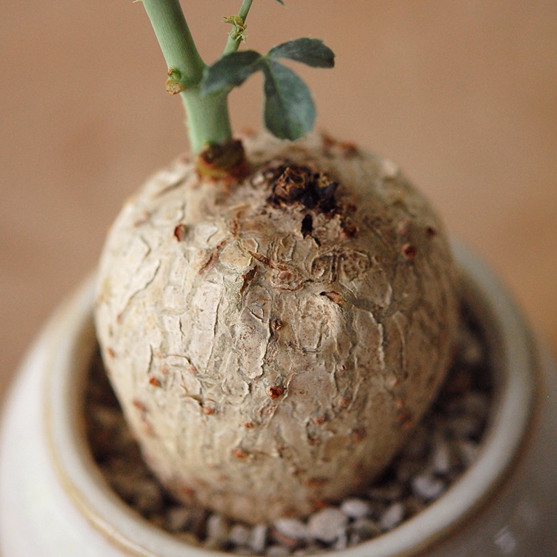 Jatropha 錦珊瑚 x pot | 多肉植物の専門店 solxsol（ソルバイソル）