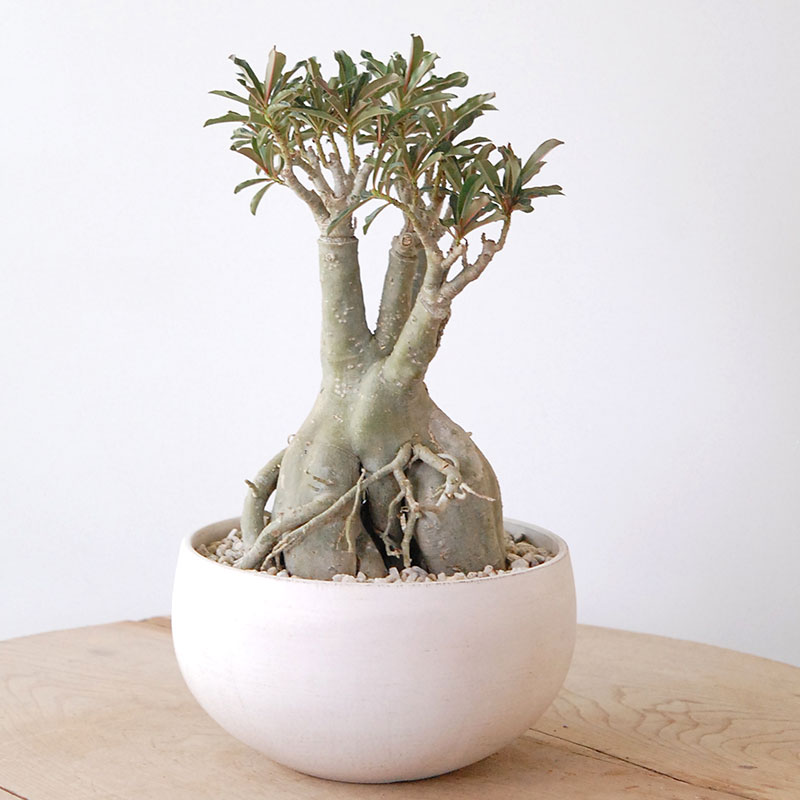 Adenia アラビカム接木 x ホワイトロウポット