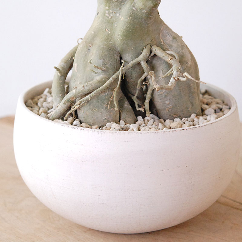 Adenia アラビカム接木 x ホワイトロウポット