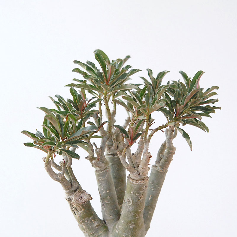 Adenia アラビカム接木 x ホワイトロウポット