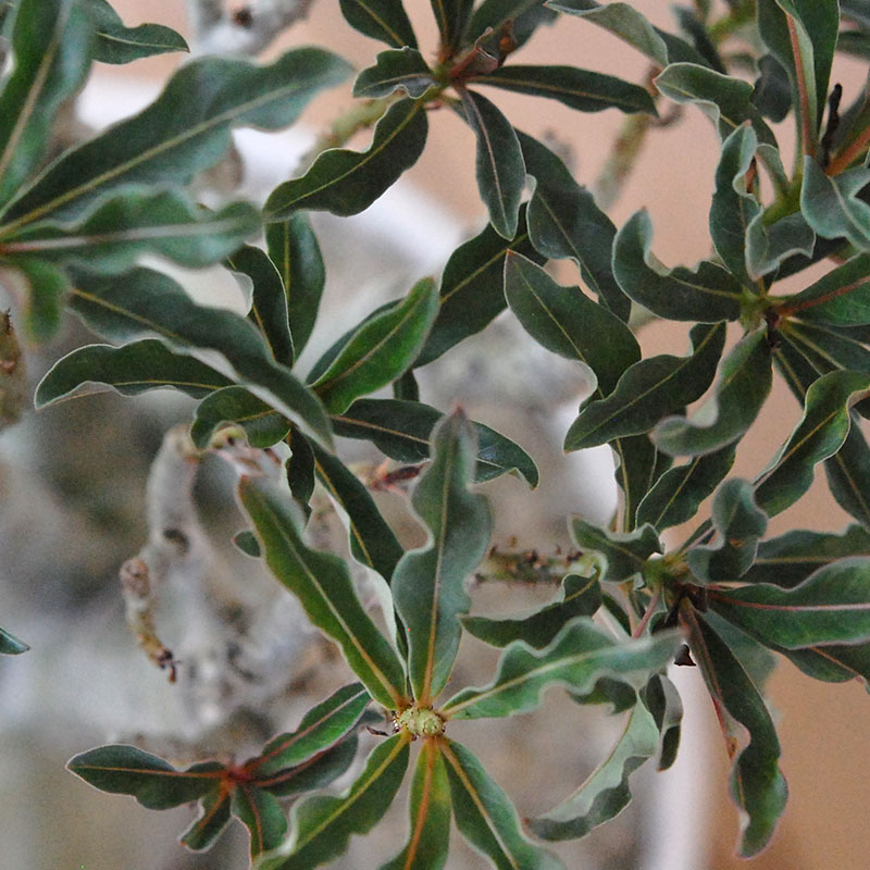 Adenia アラビカム接木 x ホワイトロウポット