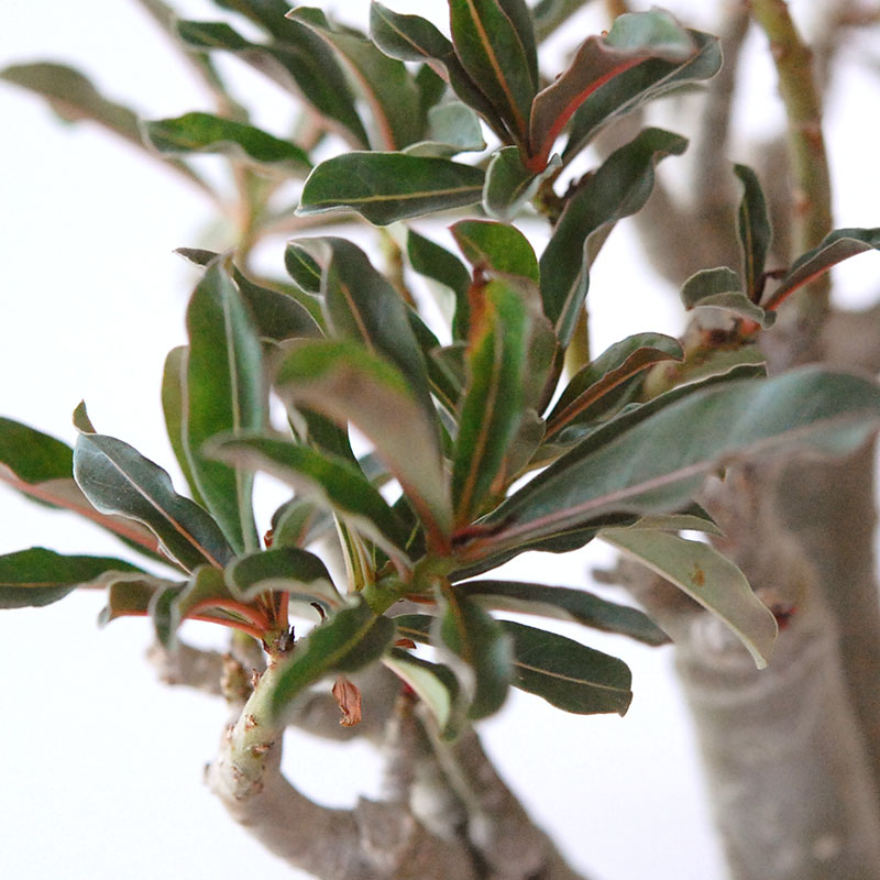 Adenia アラビカム接木 x ホワイトロウポット