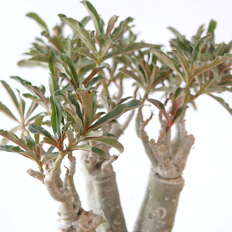 Adenia アラビカム接木 x ホワイトロウポット