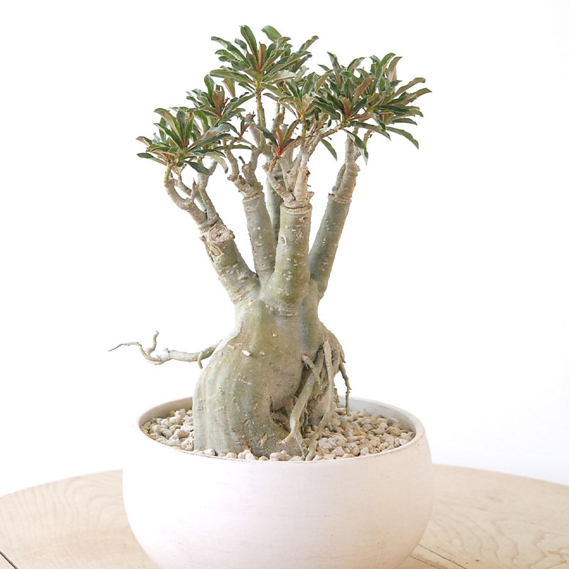 Adenia アラビカム接木 x ホワイトロウポット